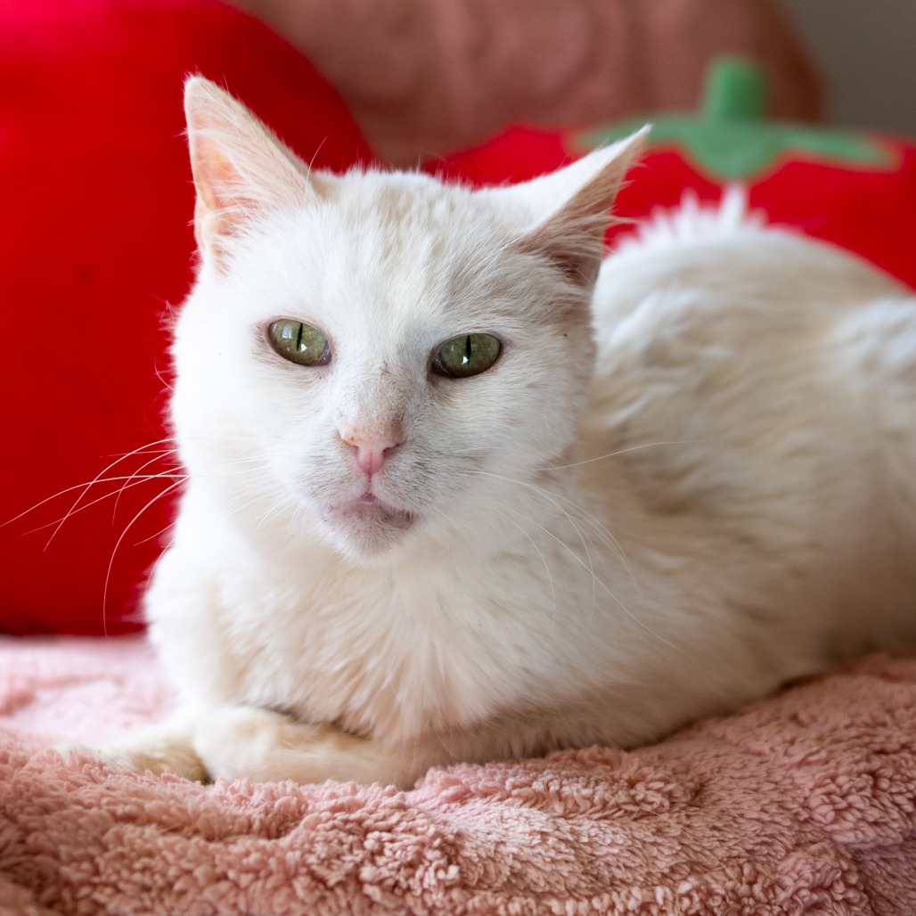 Adoptable Female Domestic Shorthair