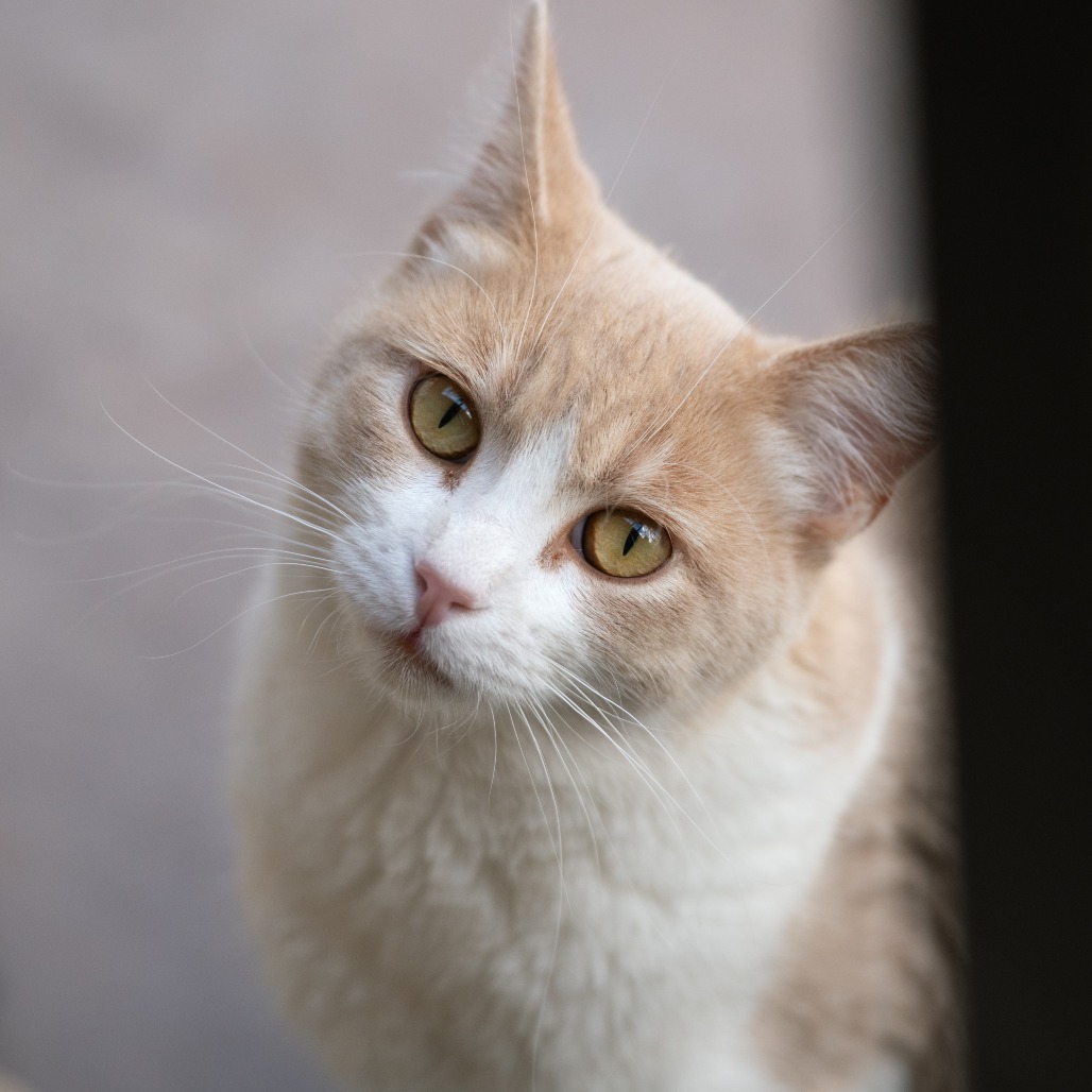 Aguilar - Domestic Shorthair