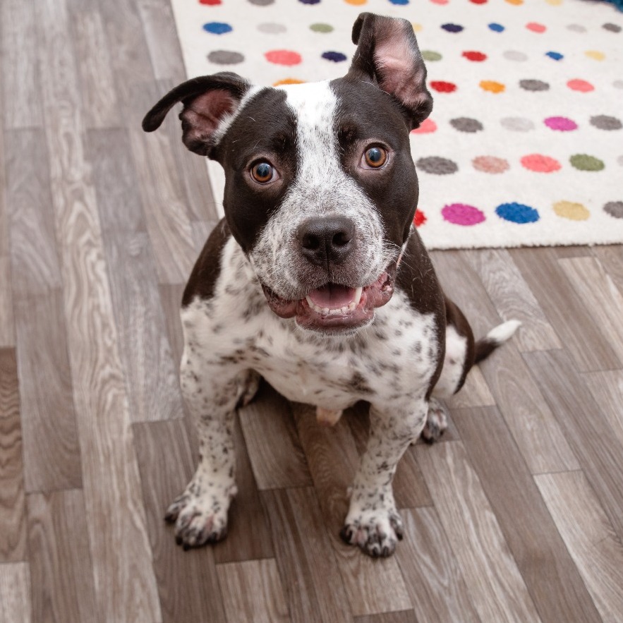 Elmer - Terrier, Pit Bull/Cattle Dog
