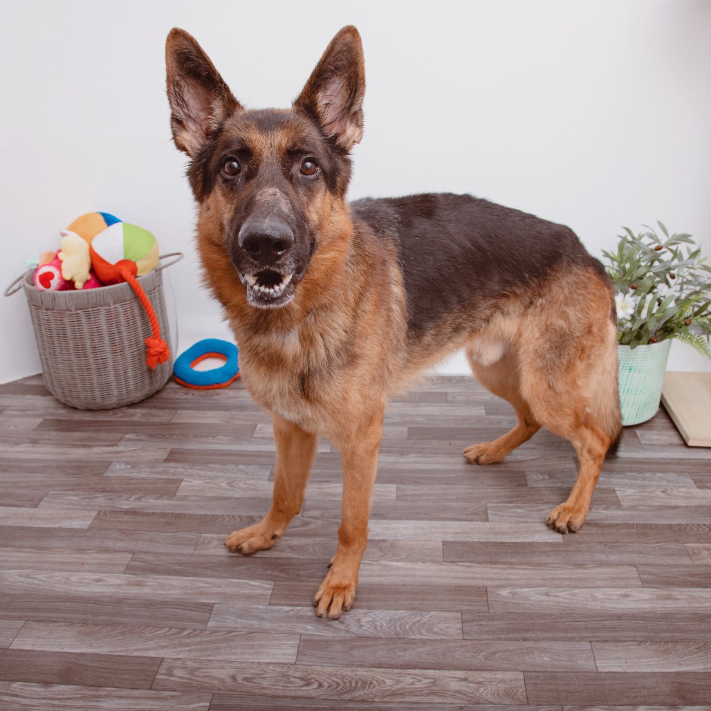 Archie - Shepherd, German/Mix