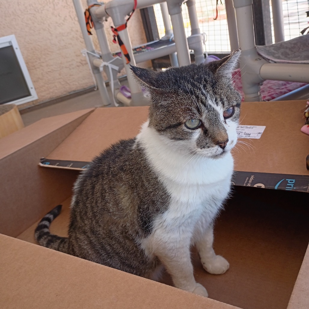 Anemone - Domestic Shorthair