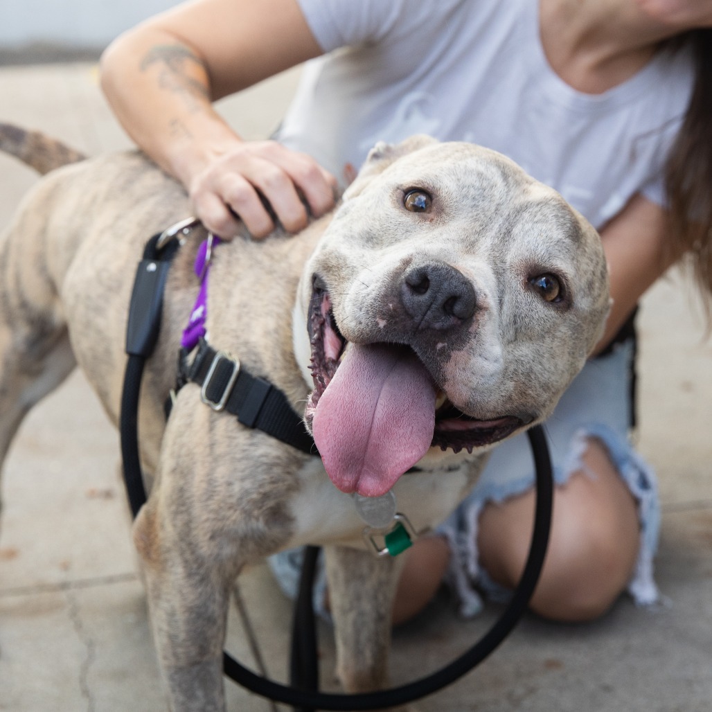 Espresso Bean - Mixed Breed (Medium)/Terrier, Pit Bull