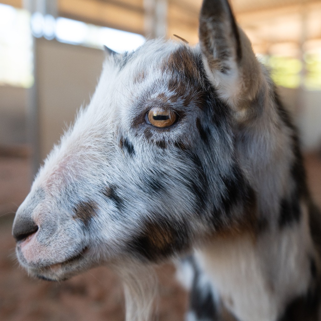 Thor - Nigerian Dwarf