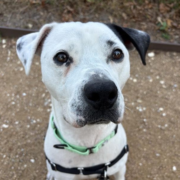 Harley - Mixed Breed (Large)