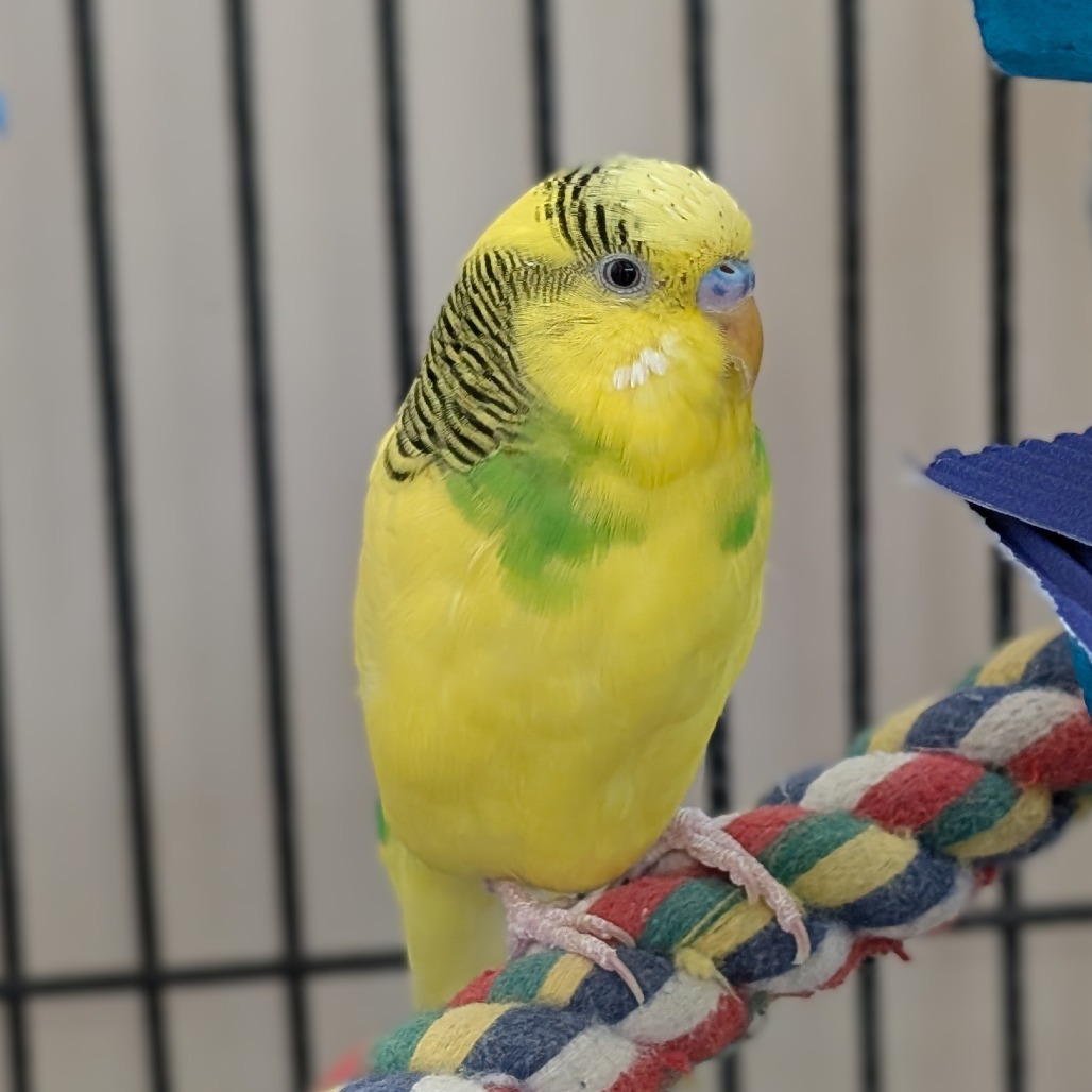 Tiki - Common (Budgie/Budgerigar) Parakeet