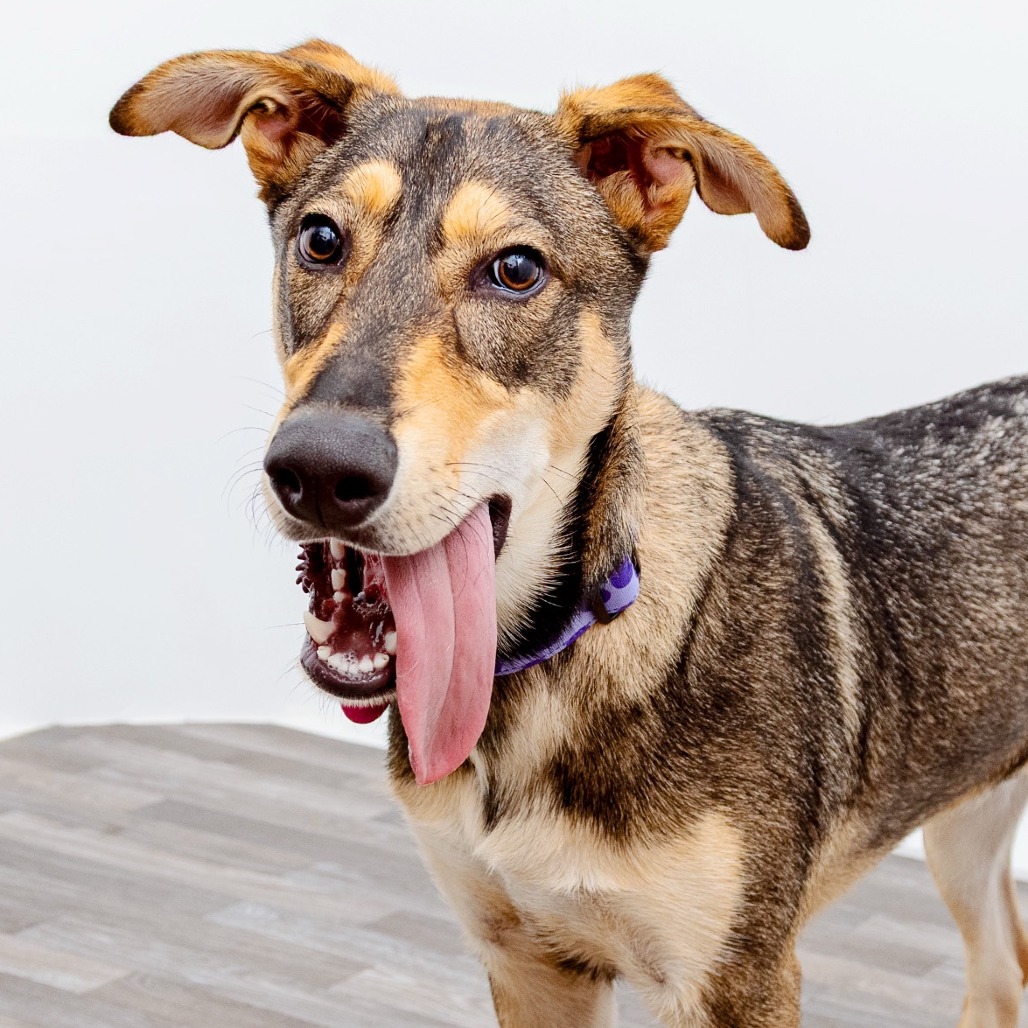Garibaldi - Husky/Mix