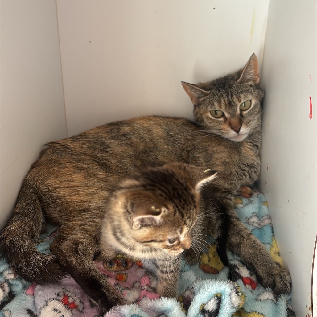 Carnitas - Domestic Shorthair