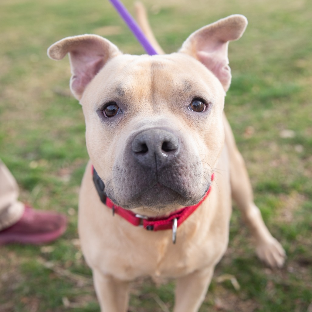 Bubs - Terrier, American Pit Bull/Mix