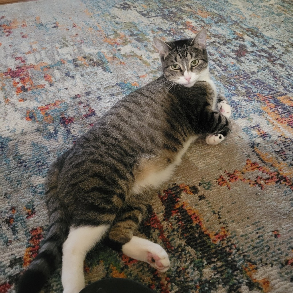 Arwen - Domestic Shorthair