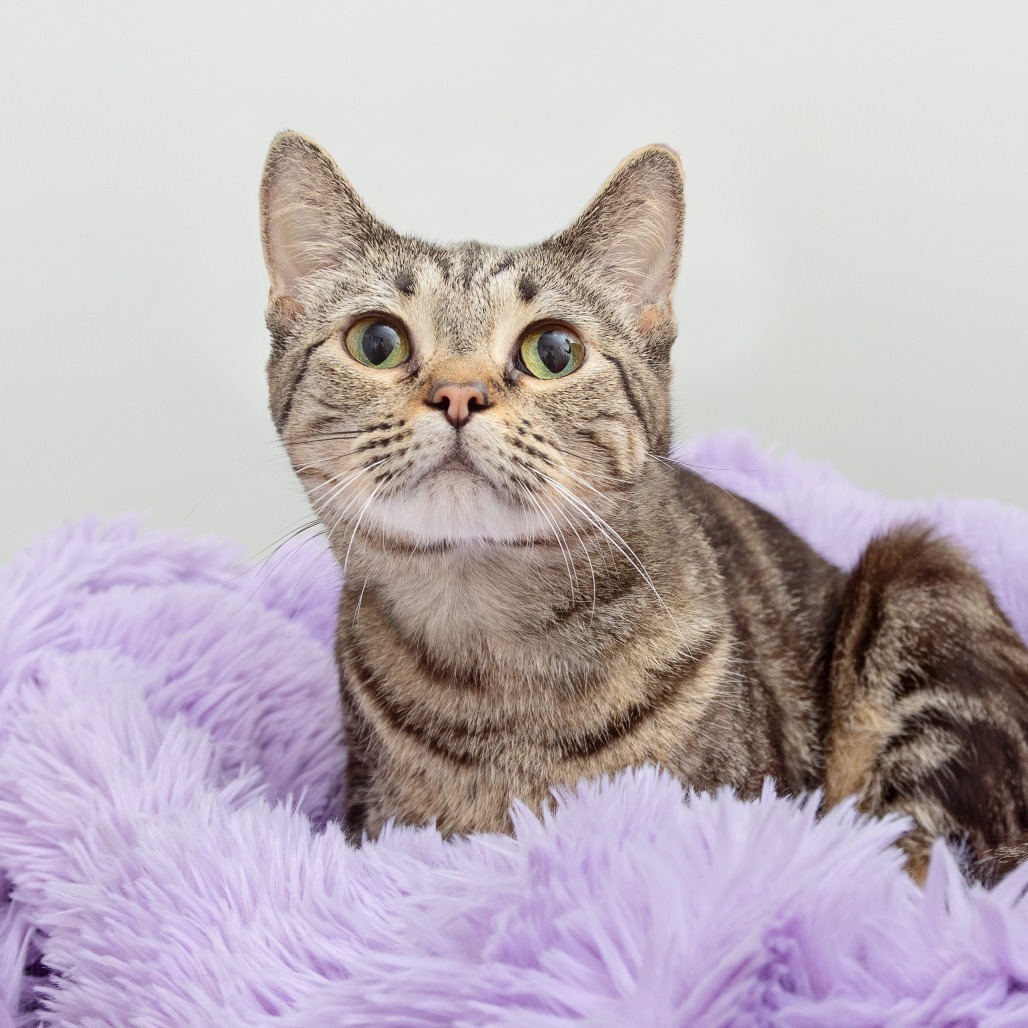 Fay Wray - Domestic Shorthair