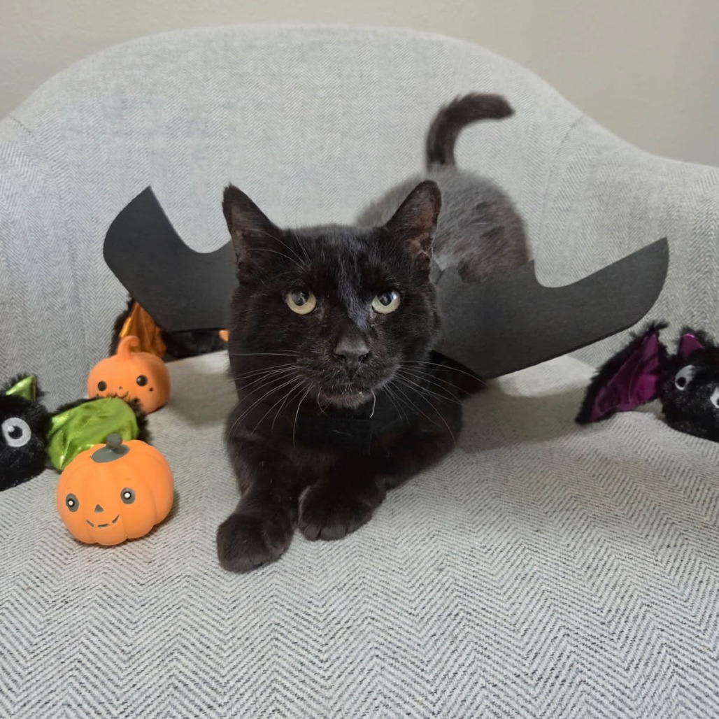 Alfie - Domestic Shorthair