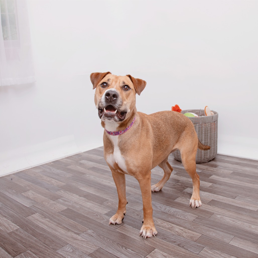Catalina - Terrier, Pit Bull/Mix