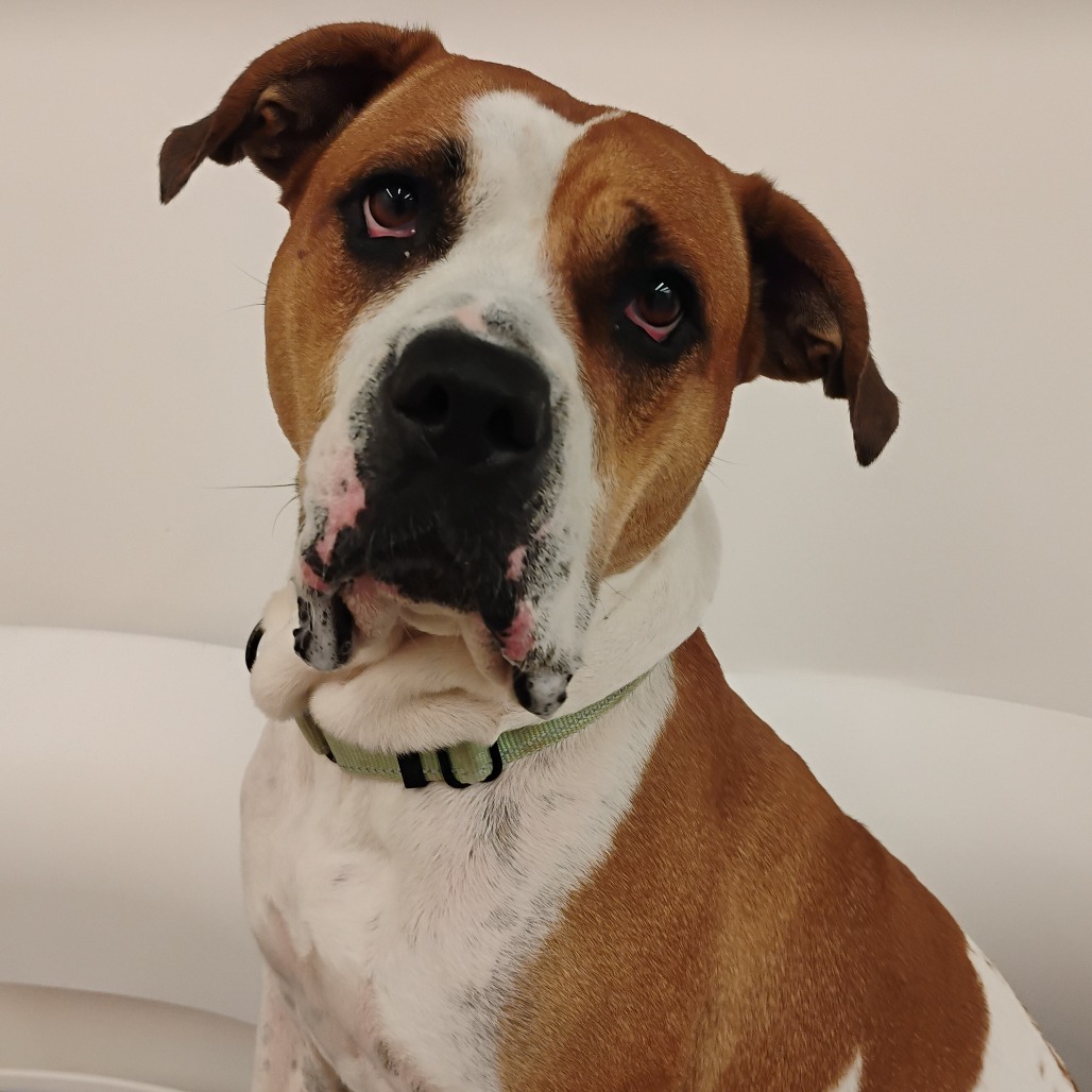 Bella - Mixed Breed (Large)