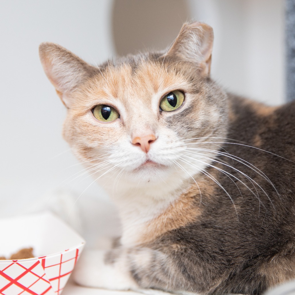 Faith - Domestic Shorthair