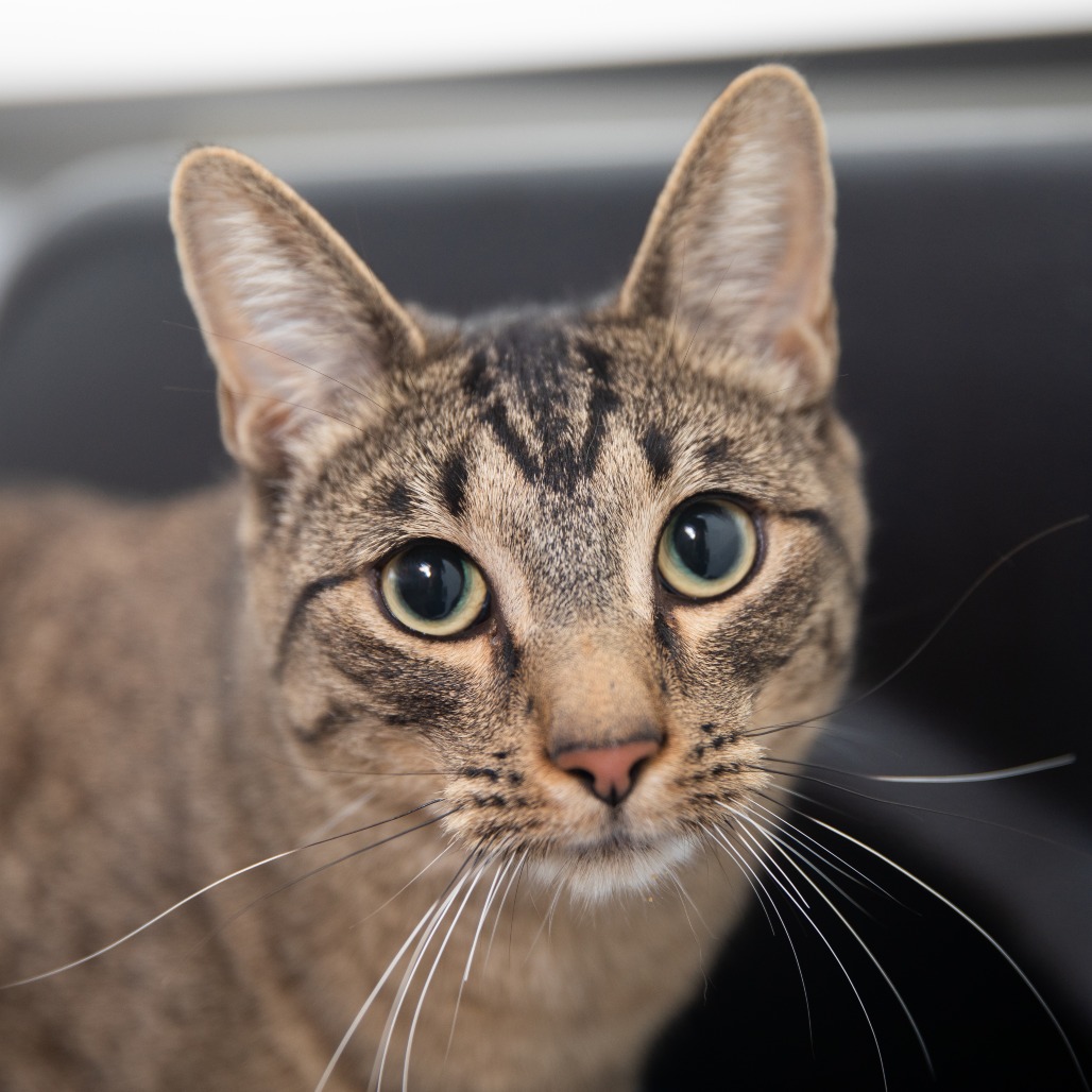 Erskine - Domestic Shorthair