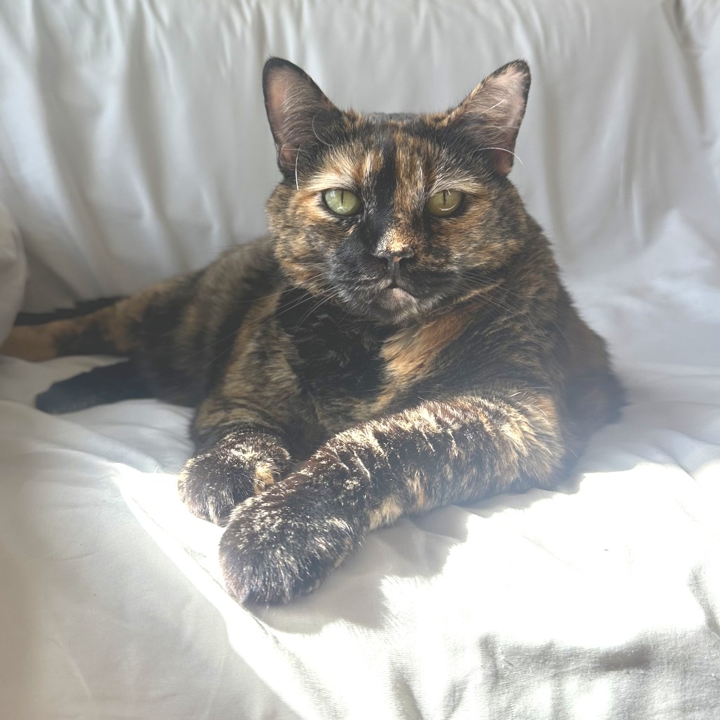 Cashmere - Domestic Shorthair