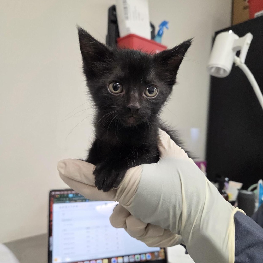 Proper - Domestic Shorthair