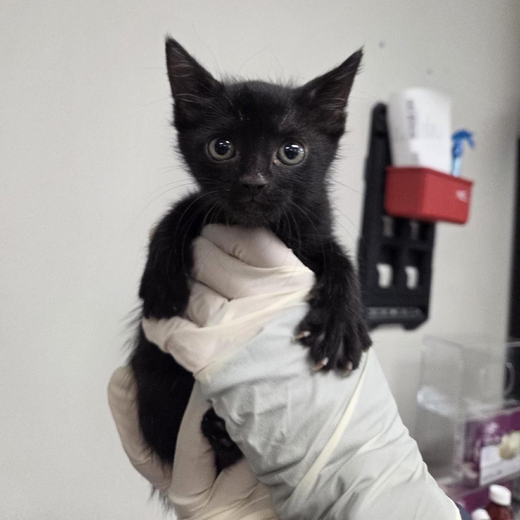 Prim - Domestic Shorthair