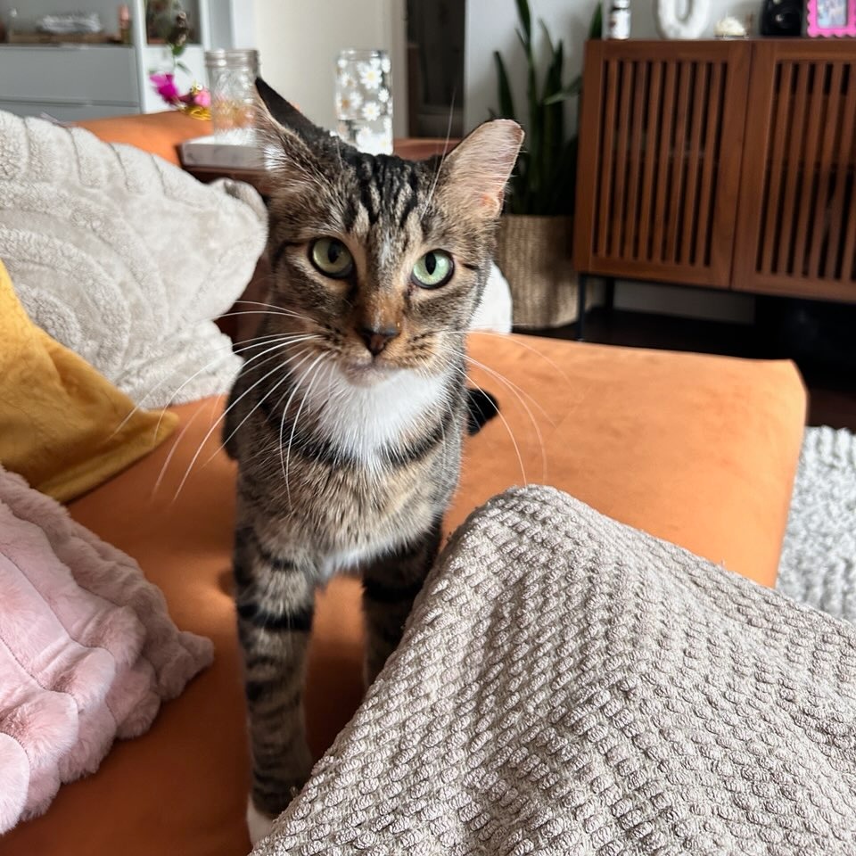 Darling - Domestic Shorthair