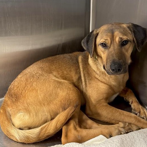 Journey - Mixed Breed (Medium)