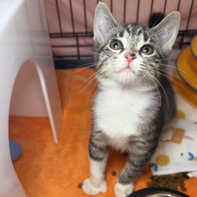 Cakey Cat - Domestic Shorthair