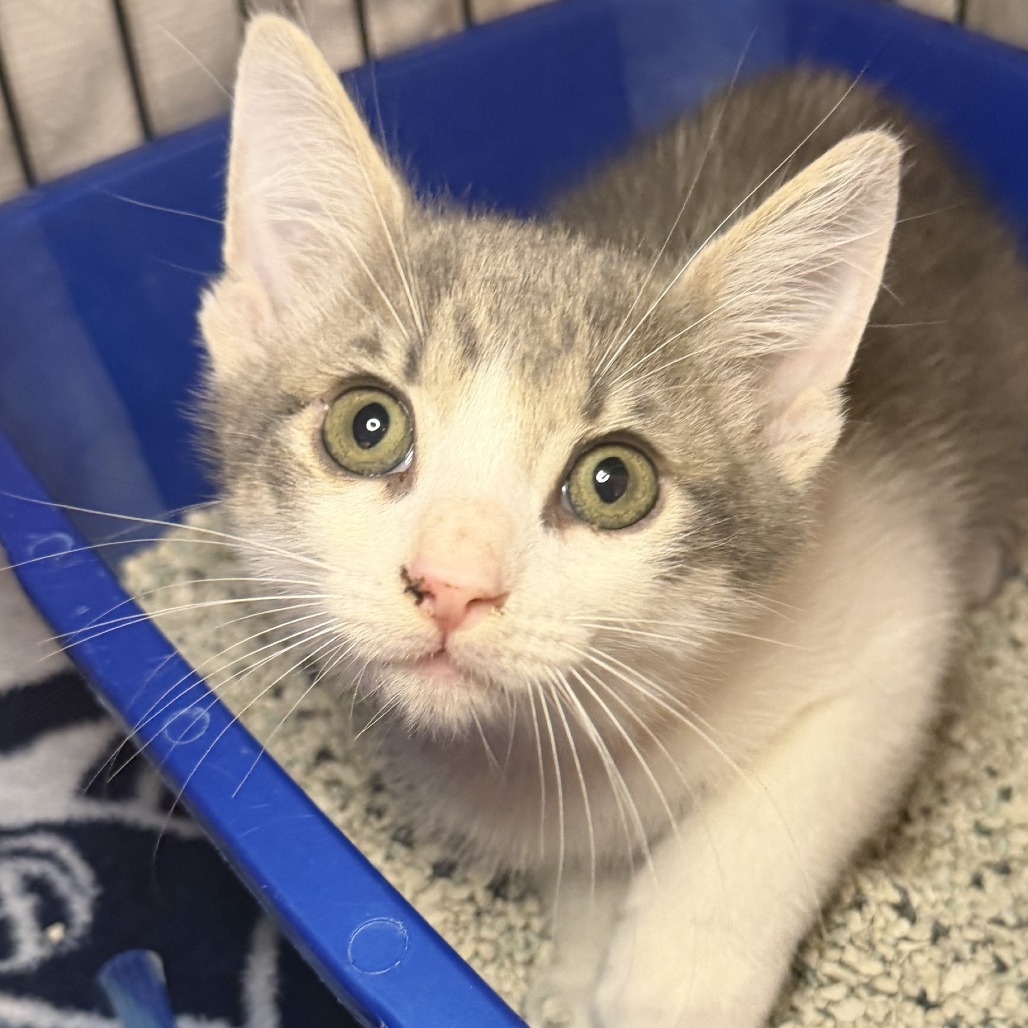 Baby - Domestic Shorthair