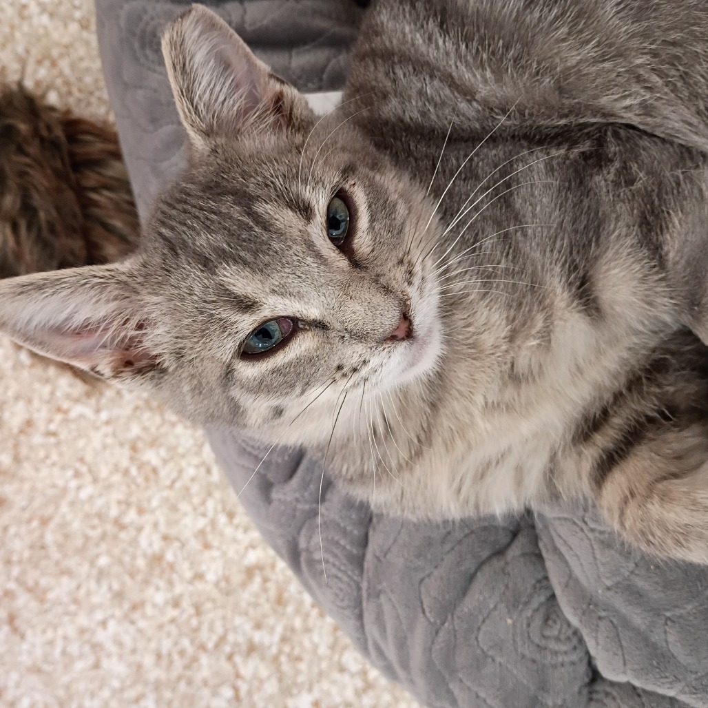 Alfie - Domestic Shorthair