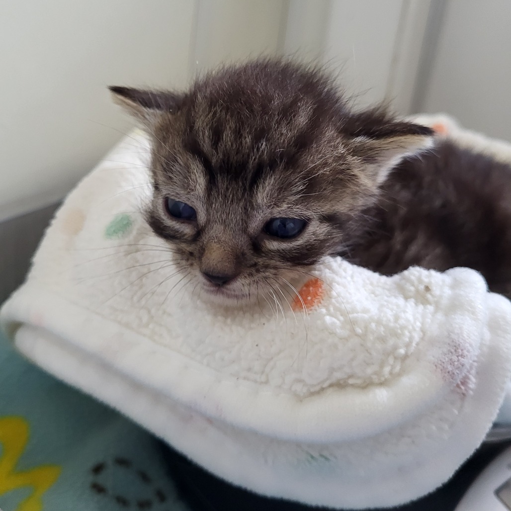 Alidocious - Domestic Shorthair