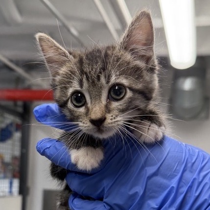 Big-City Bertie - Domestic Shorthair