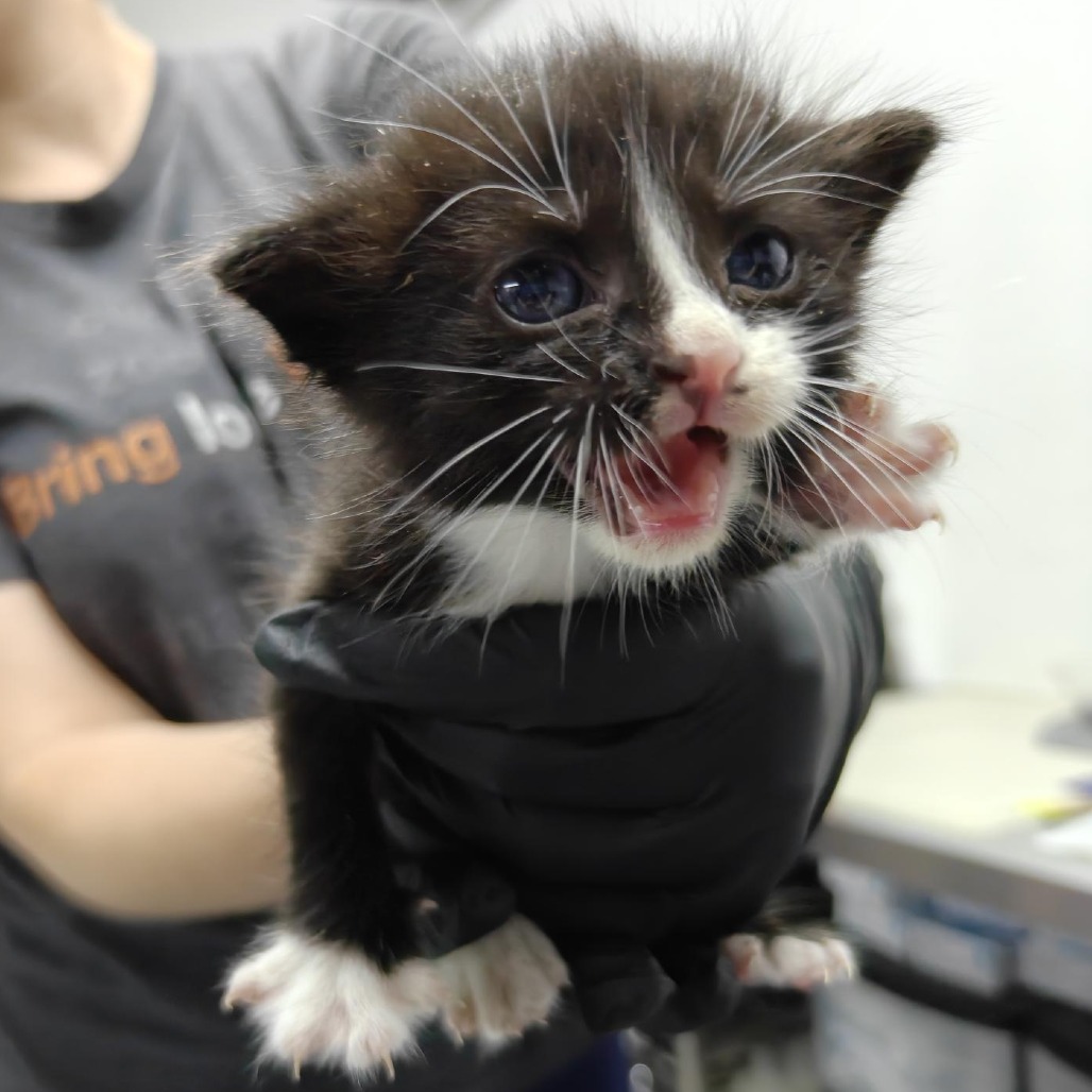 Beautiful Beatrice - Domestic Shorthair