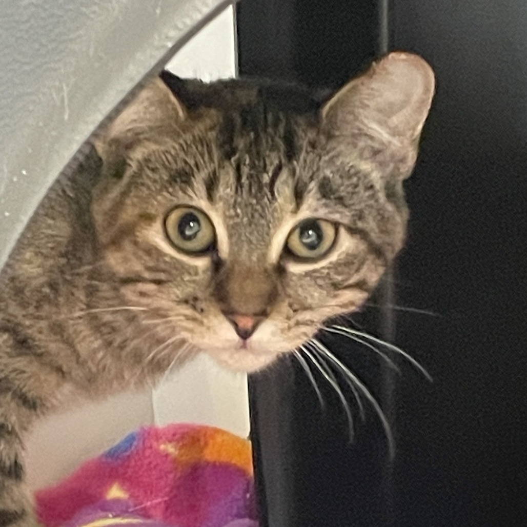 Claire - Domestic Shorthair