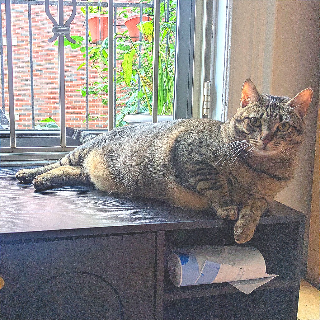 Astrid - Domestic Shorthair