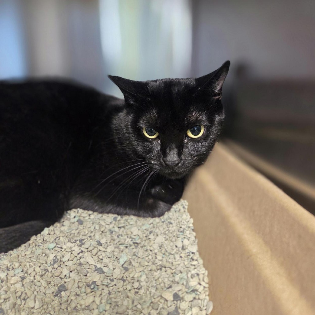 Belinda - Domestic Shorthair