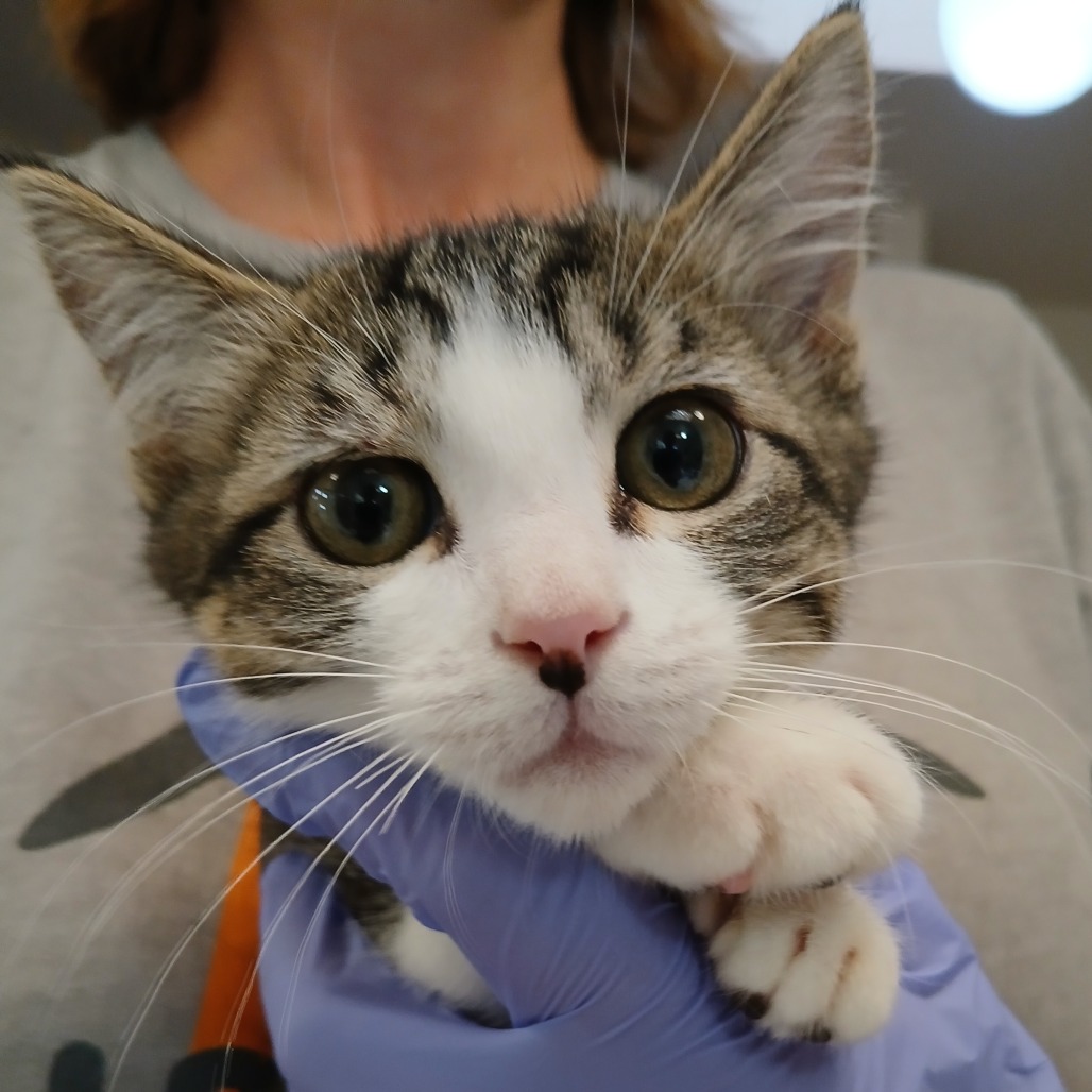 Alan - Domestic Shorthair