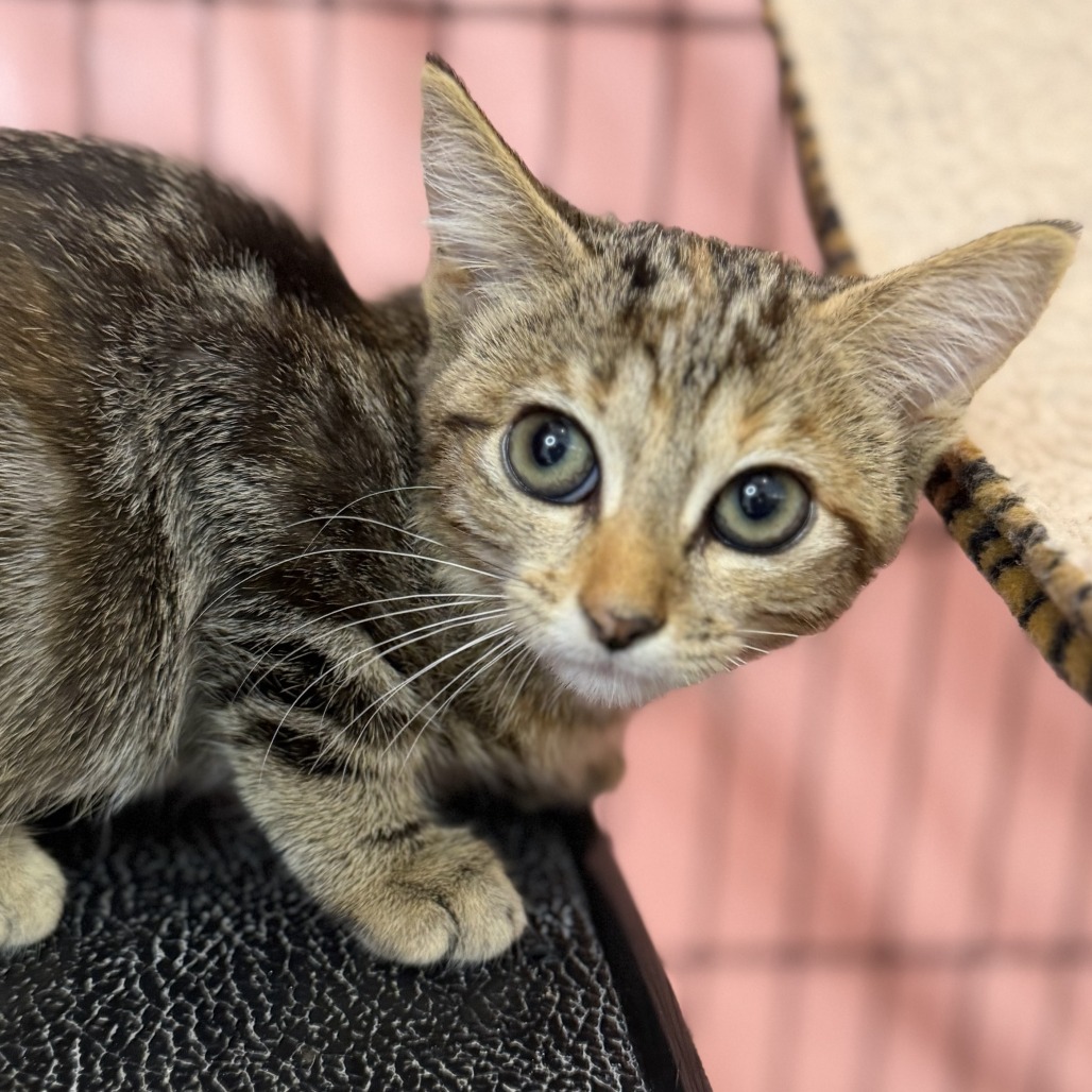 Fru Fru - Domestic Shorthair