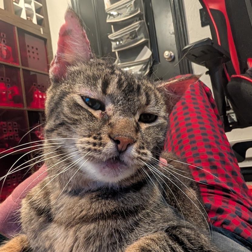 Aunt May - Domestic Shorthair