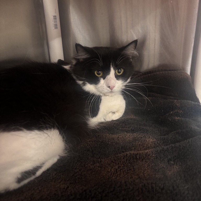 Dilbert - Domestic Medium Hair