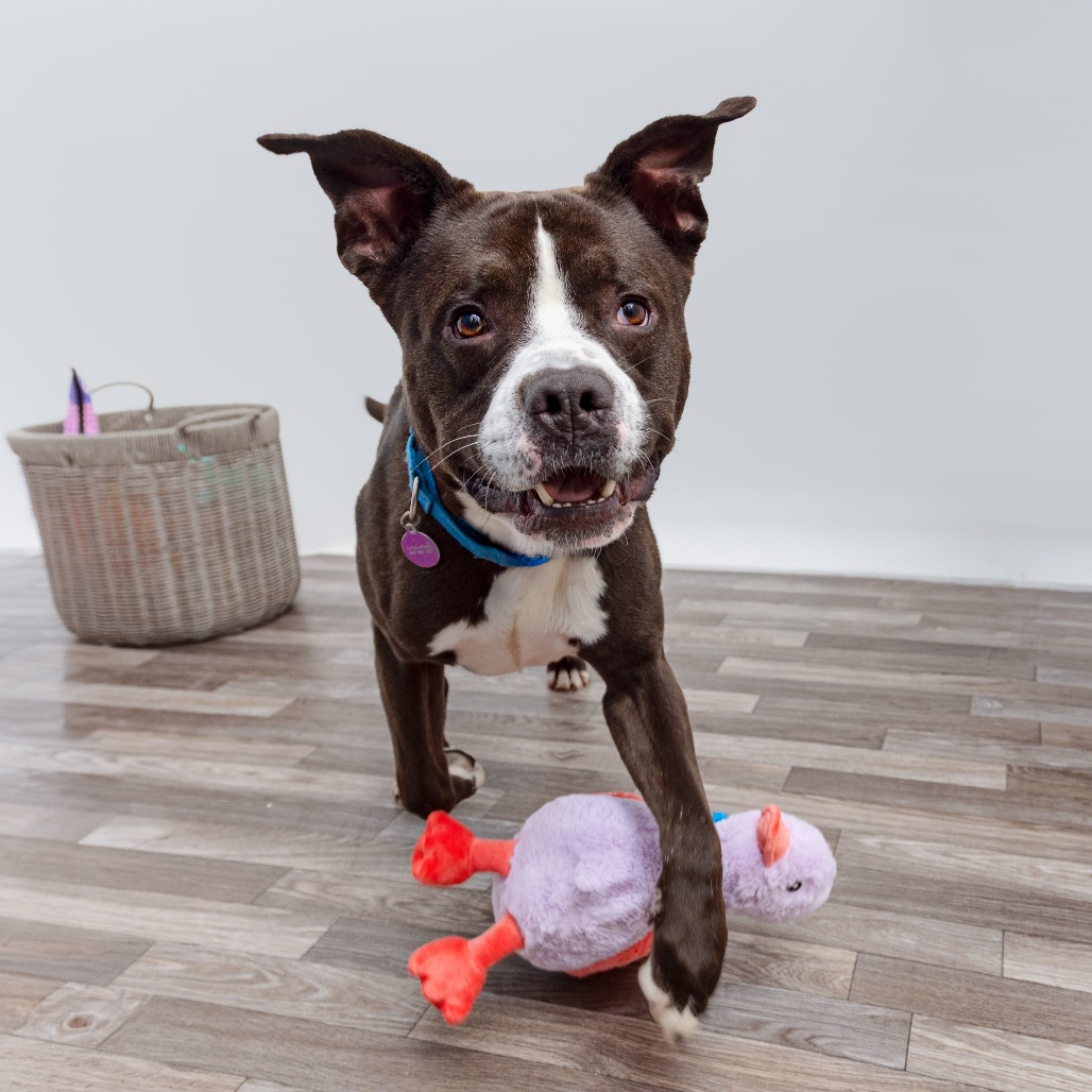 GPA - Terrier, American Staffordshire/Mix