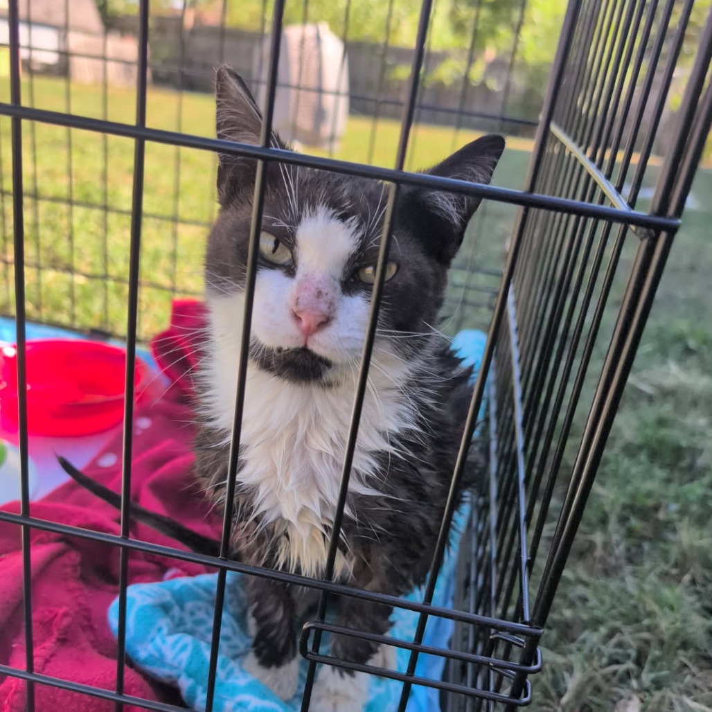 Sam - Domestic Shorthair