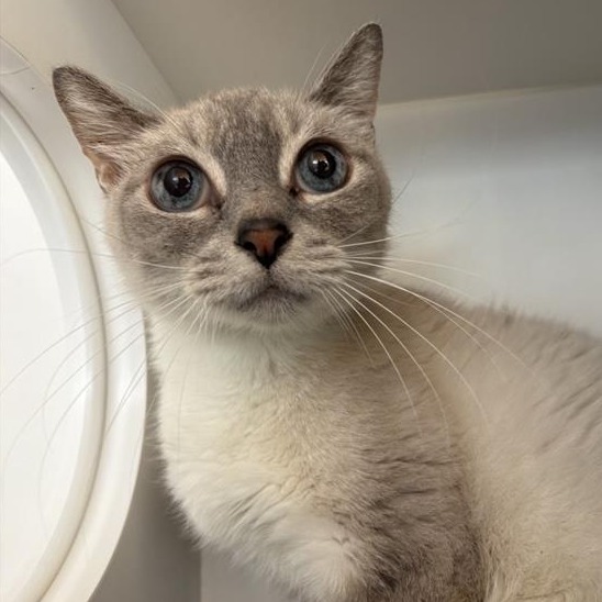 Diva - Siamese