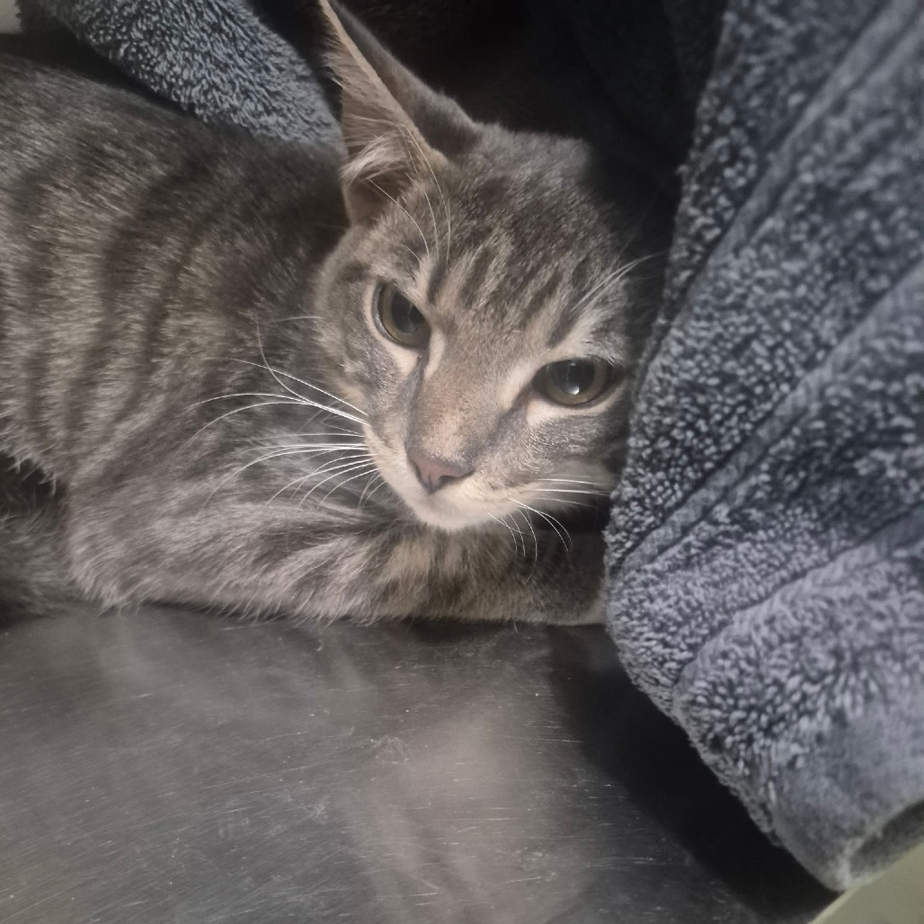Casey - Domestic Shorthair
