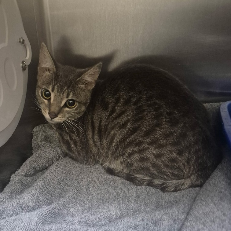 Beth - Domestic Shorthair