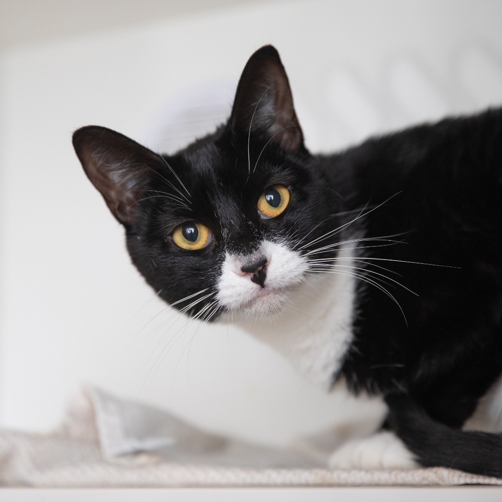 Dusty - Domestic Shorthair