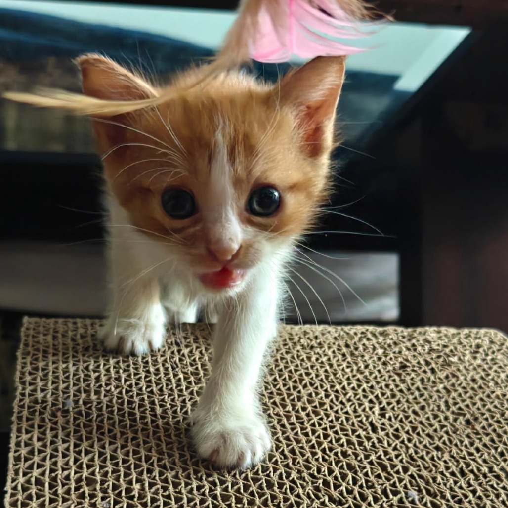 Ghost - Domestic Shorthair