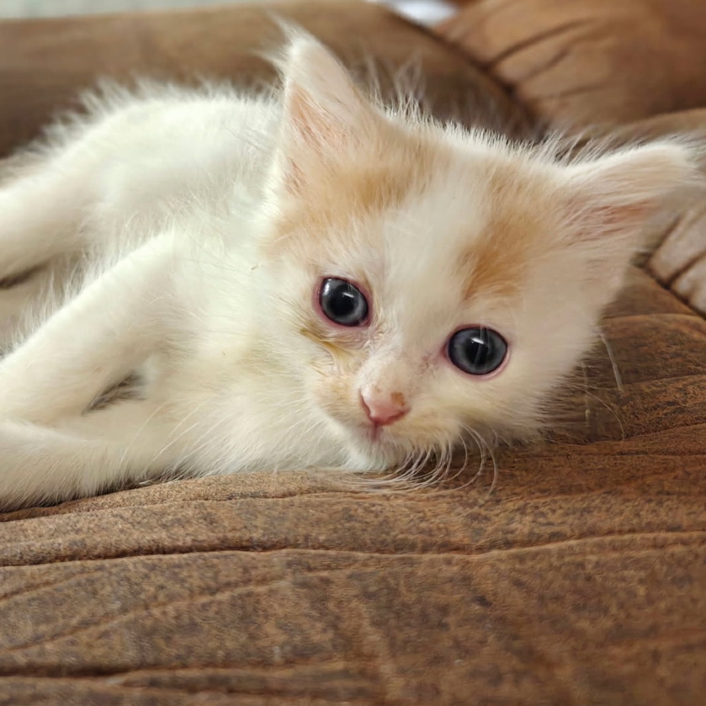 Celsius - Domestic Shorthair