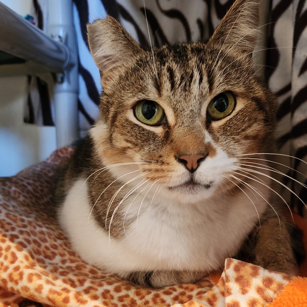 Buster - Domestic Shorthair