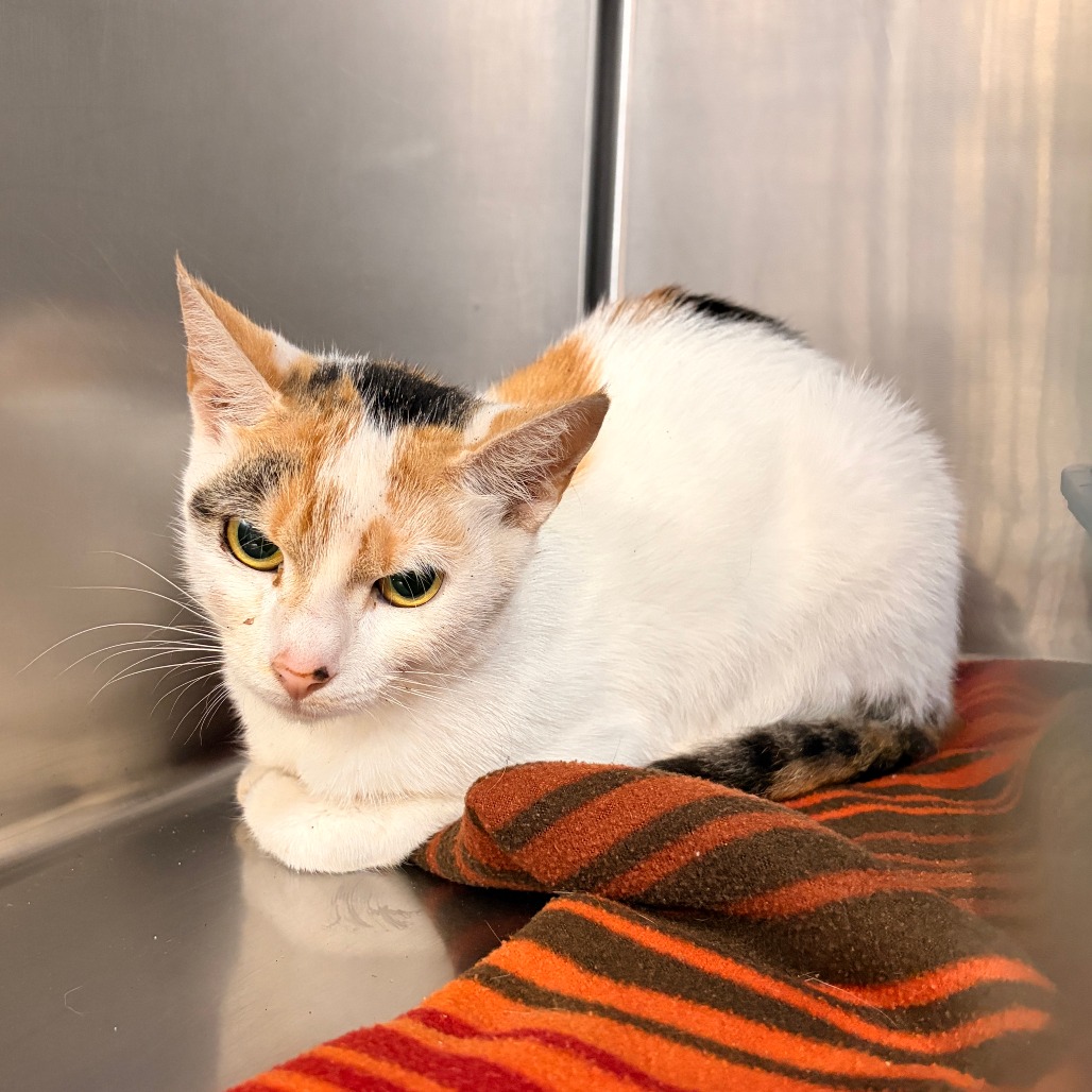 Clementine - Domestic Shorthair