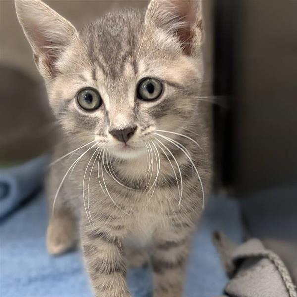 Squash - Domestic Shorthair
