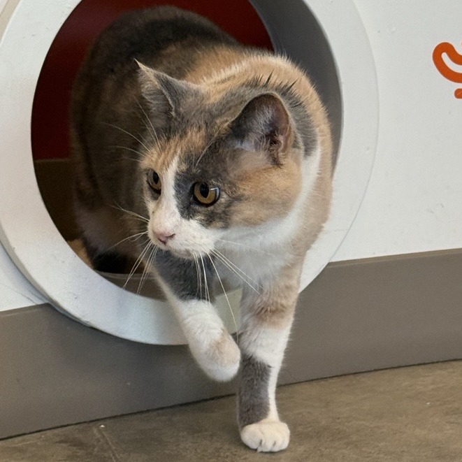 Libby - Domestic Shorthair
