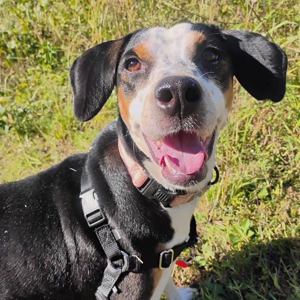 Presley - Mixed Breed (Medium)
